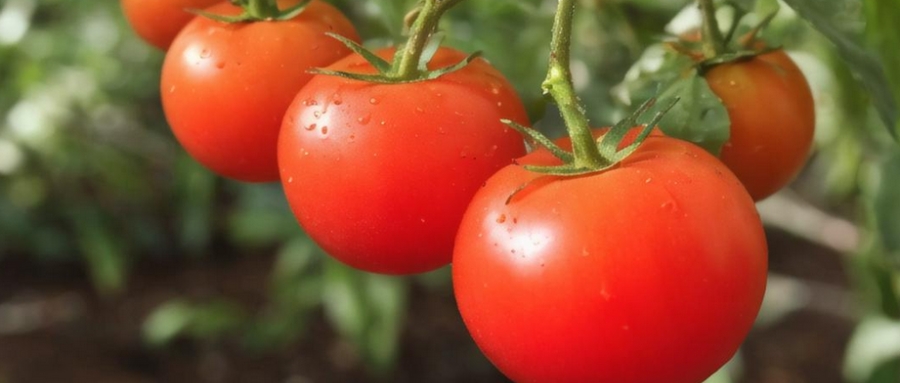 Health benefits of tomatoes!