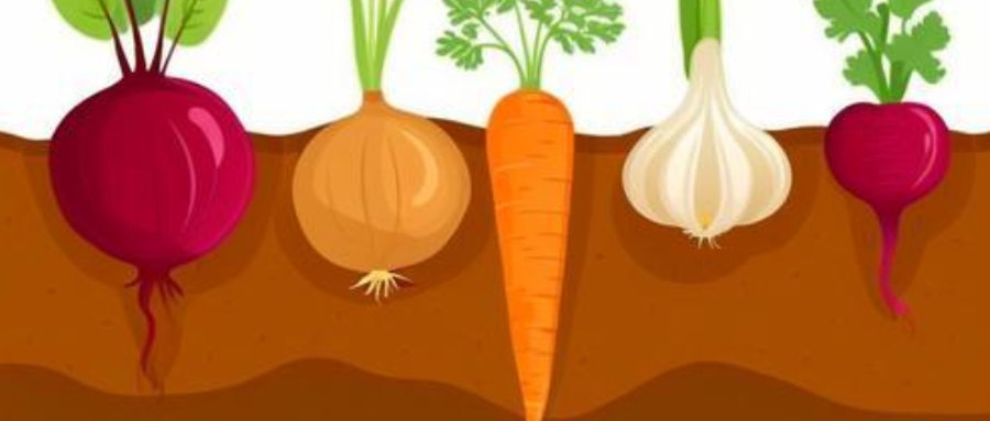 Benefits of eating more root vegetables in winter!